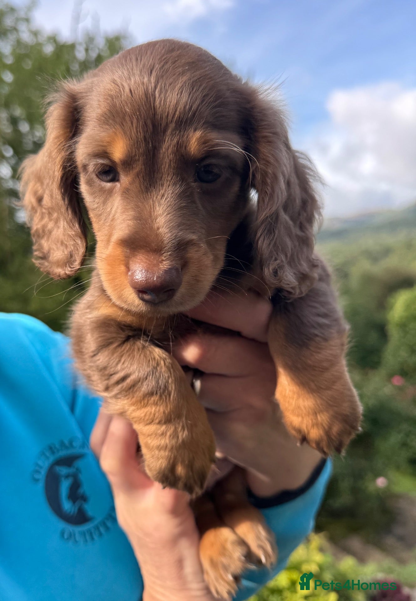 Dachshund dogs Miniature longhair dachshunds for sale - Advert 2