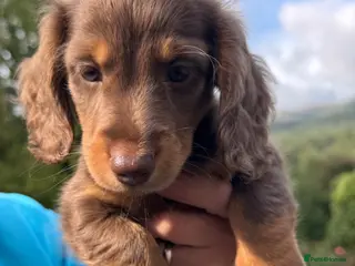 Dachshund dogs Miniature longhair dachshunds for sale - Advert 2