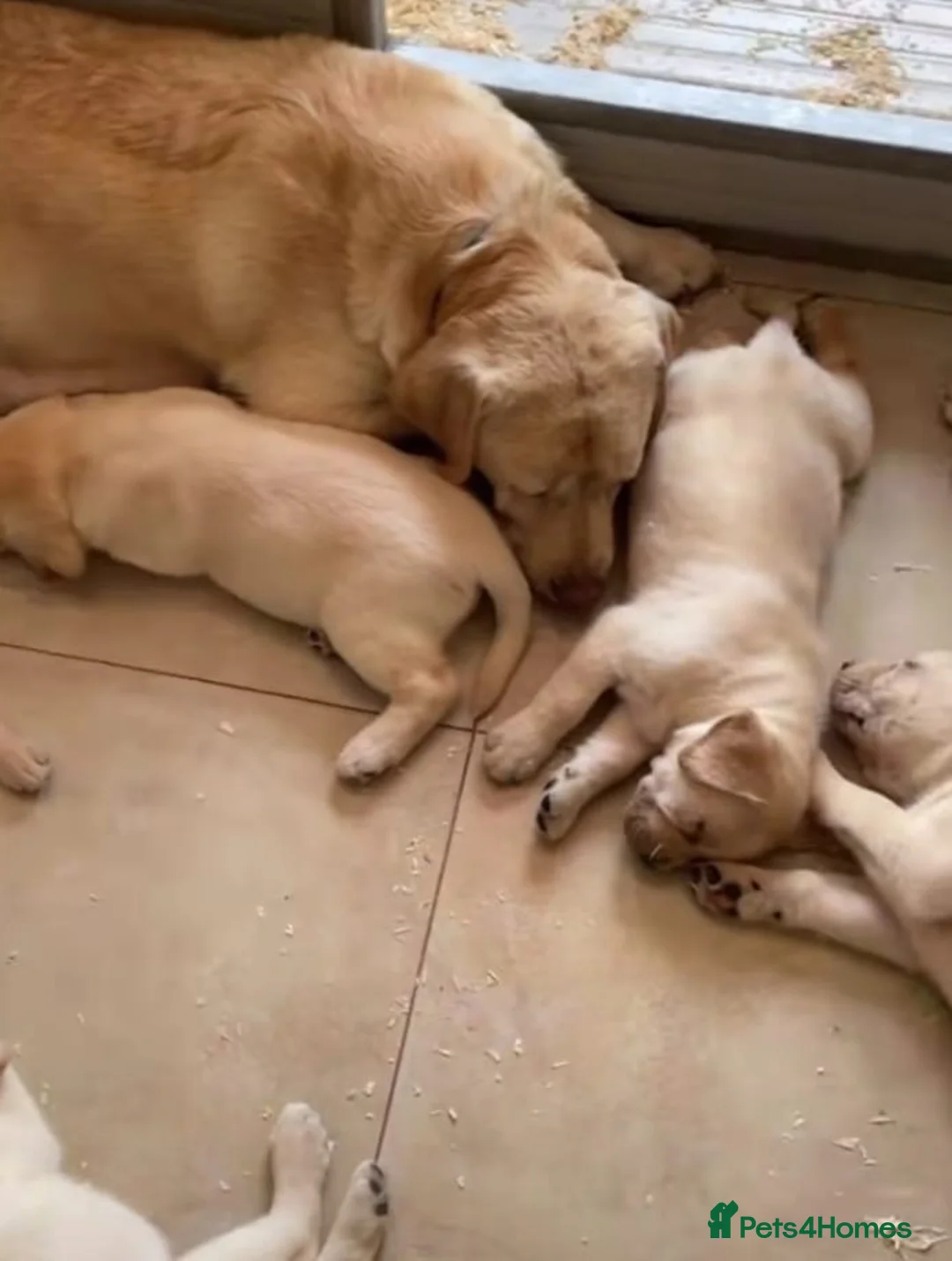 Labrador Retriever dogs for sale: Labrador puppys - Advert 4