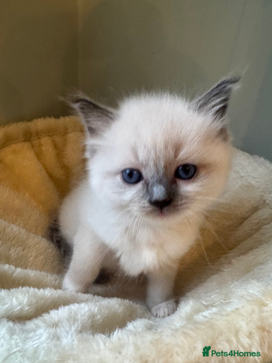 Ragdoll cats for sale: Pure bred blue & lilac point Ragdoll kittens  - Advert 21