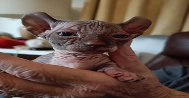 Sphynx cats - Advert 11