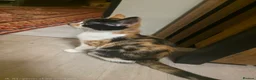 British Longhair cats for sale: 4 cute little kittins in Glasgow - Advert 6