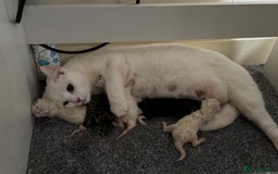 British Shorthair cats for sale: Kittens - Image 3