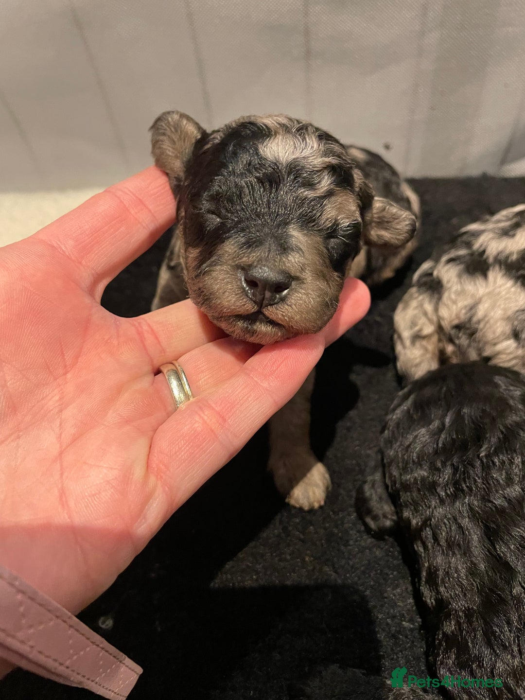 Cockapoo dogs for sale: 3 beautiful cockapoo puppies for sale  - Advert 6