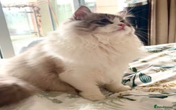 Ragdoll cats for sale: Beautiful Ragdoll gccf registered - Image 14