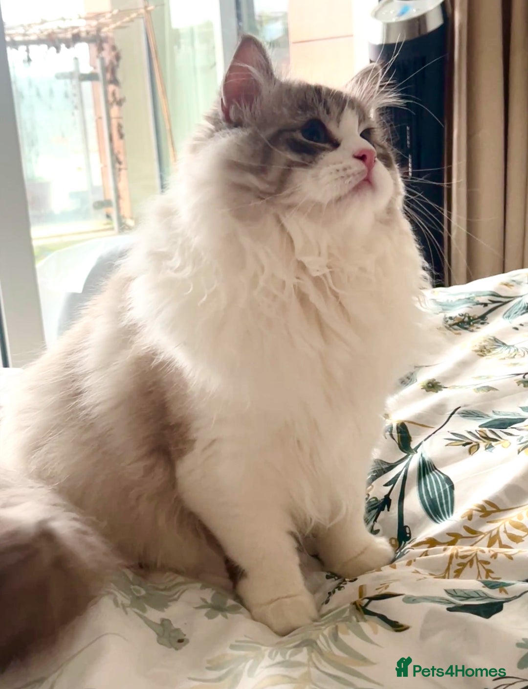 Ragdoll cats for sale: Beautiful Ragdoll gccf registered - Image 14