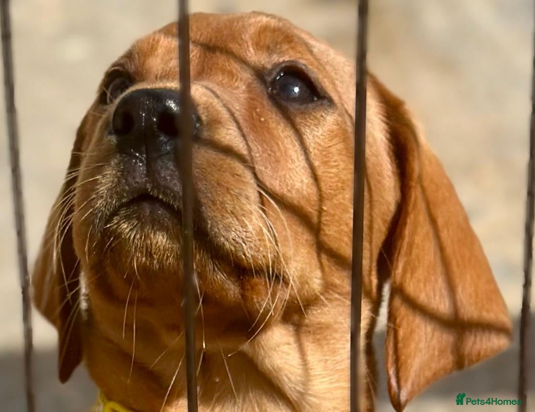 Labrador Retriever dogs SUPERB, HEALTHY, CHUNKY, FAMILY RAISED LABRADORS  - Advert 2