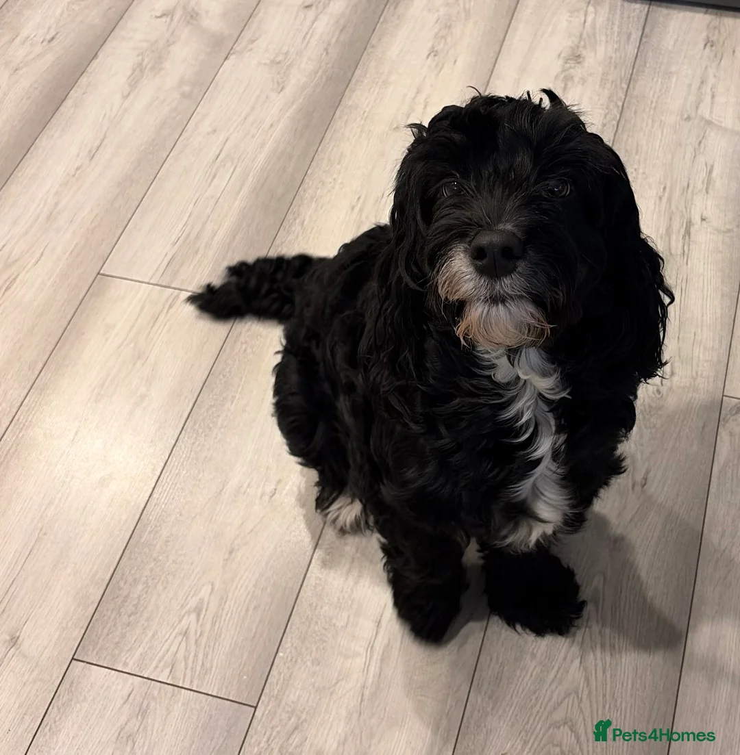 Cockapoo dogs for sale: Cockapoo puppies - Advert 5