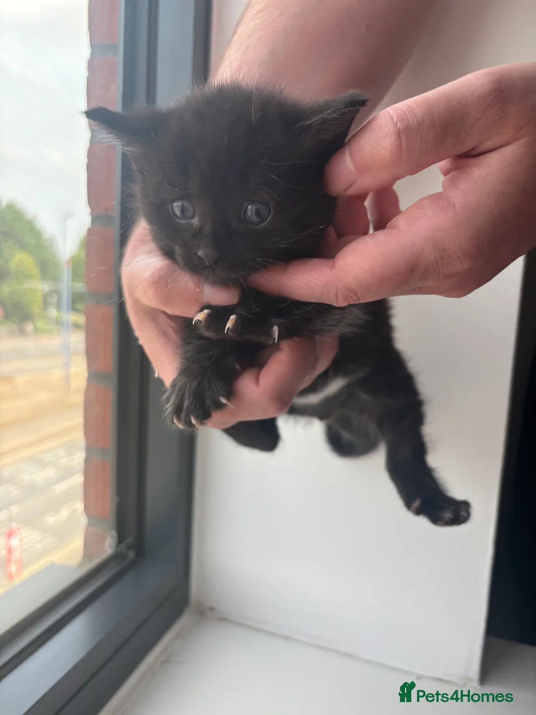 Maine Coon cats for sale: 1/2 Maine coon kittens  in Wolverhampton - Advert 15