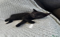 Mixed Breed cats for sale: Kittens for sale  - Image 8
