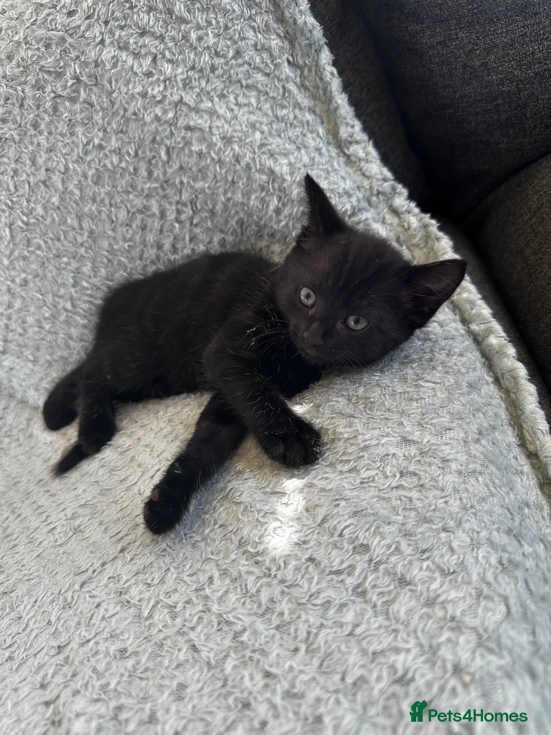 Mixed Breed cats for sale: Kittens for sale  - Image 8