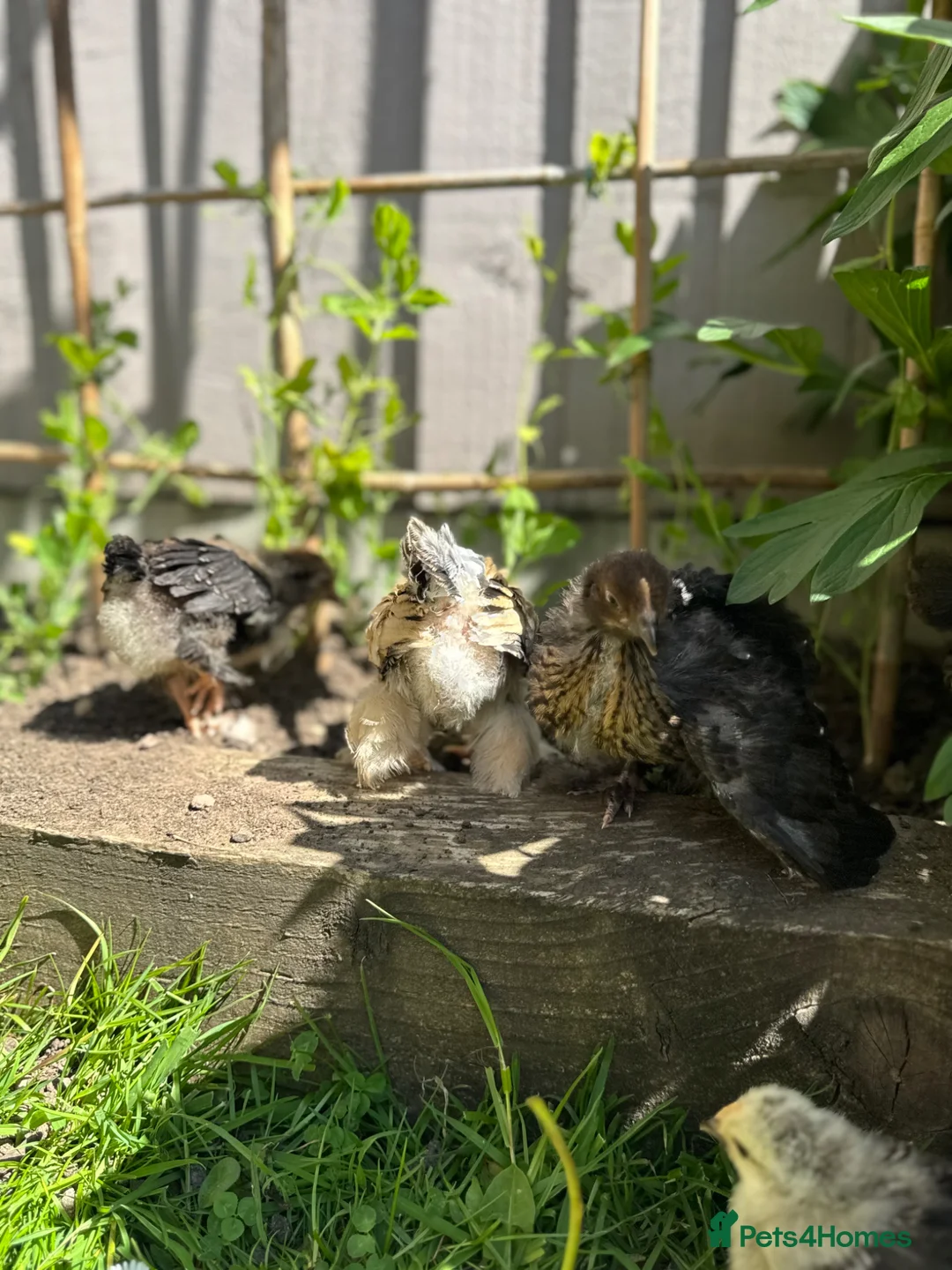 Chickens poultry for sale: Pekin Bantam Chicks  in Nottingham - Advert 2