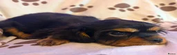 Cavalier King Charles Spaniel dogs for sale: beautiful male cavalier king charles spaniel pups - Advert 3