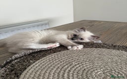 Ragdoll cats for sale: 🎀 2 GIRLS LEFT PUREBRED European Ragdolls 🎀  - Image 14