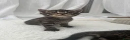 Mixed Breed cats for sale: Tabby male kittens and stunning black girl  - Advert 5