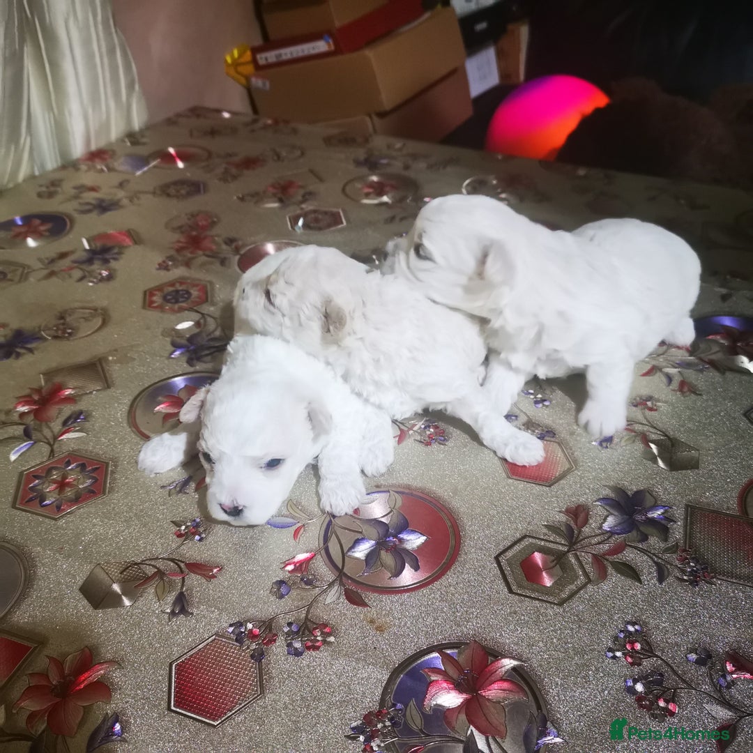 Bichon Frise dogs for sale: 3 beautifuls puppy Bichon Maltese - Advert 12