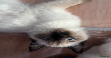 Ragdoll cats - Advert 11