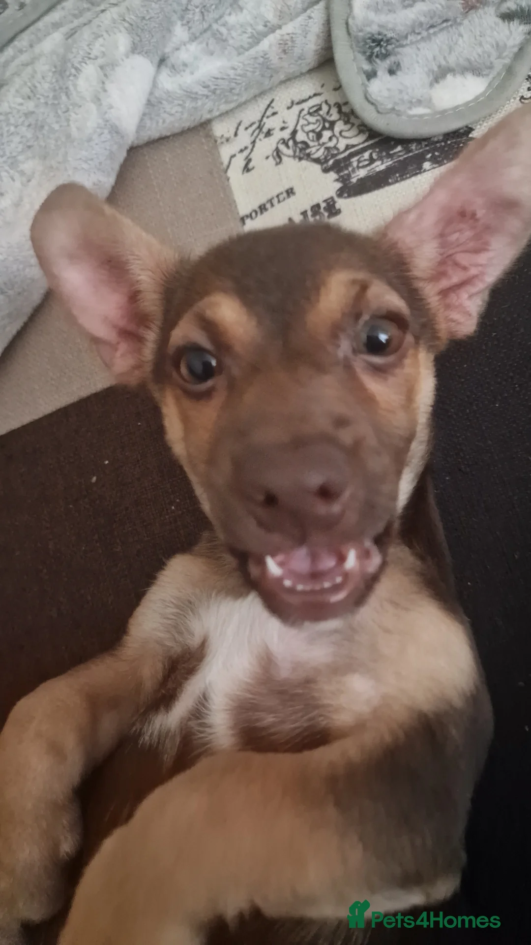 Jack Russell dogs for sale: Dobby is still looking for his forever home - Advert 4