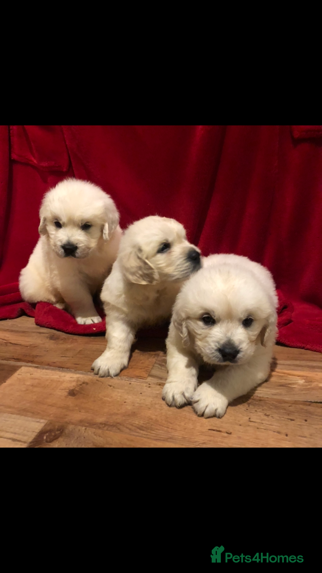 Golden Retriever dogs for sale: Show quality golden retriever puppies  - Advert 2
