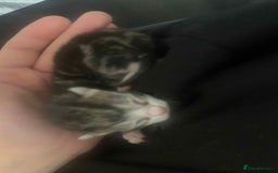Maine Coon cats for sale: Beautiful kittens for sale  - Image 7