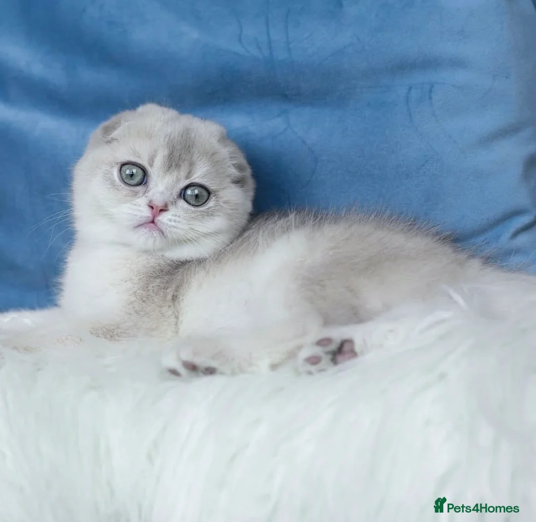 Scottish Fold cats for sale: Gorgeous Golden & Blue Scottish Fold Kittens - Advert 2
