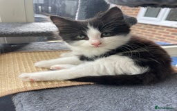 Maine Coon cats for sale: Beautiful chocolate and white male kitten  - Image 5