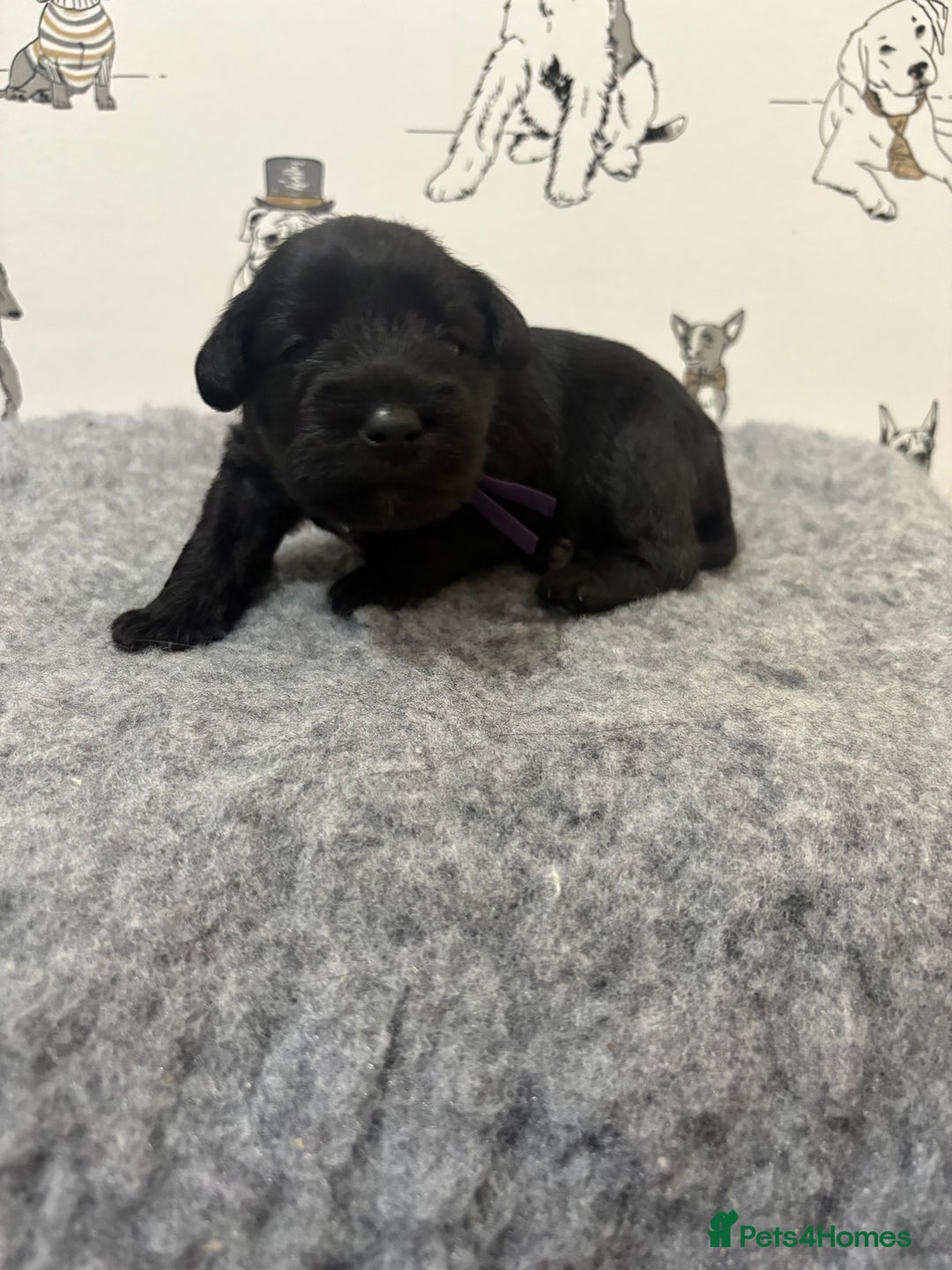 Miniature Schnauzer dogs for sale: KC Registered Miniature Schnauzer Puppies  - Advert 8