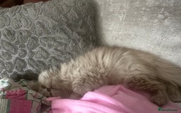 British Longhair cats for sale: British Longhair boy kitten-reserved  - Image 6