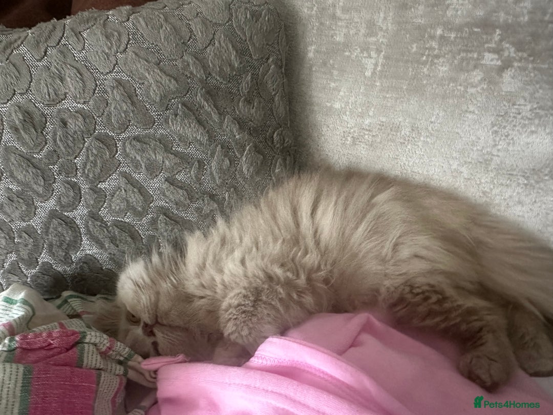 British Longhair cats for sale: British Longhair boy kitten-reserved  - Image 6
