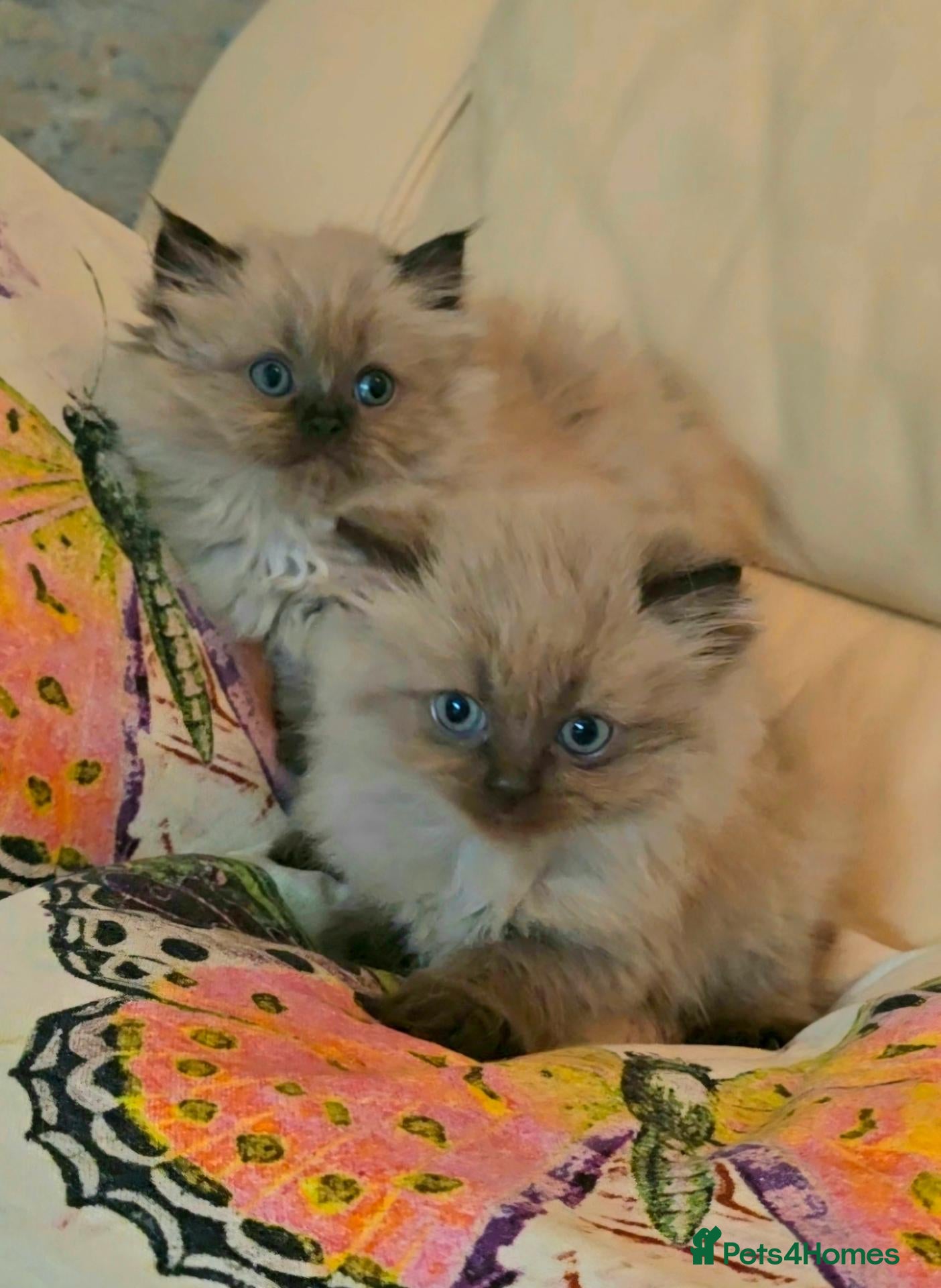 Persian cats Quality Minuet Persians - Advert 1
