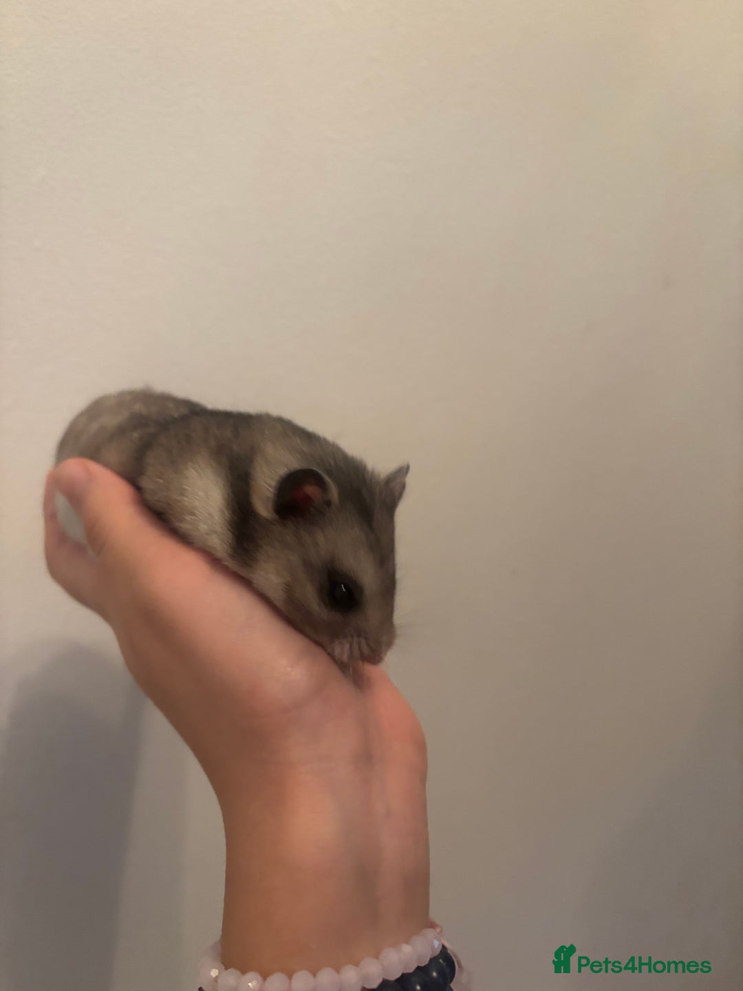 Hamster rodents for sale: hamster  - Advert 4