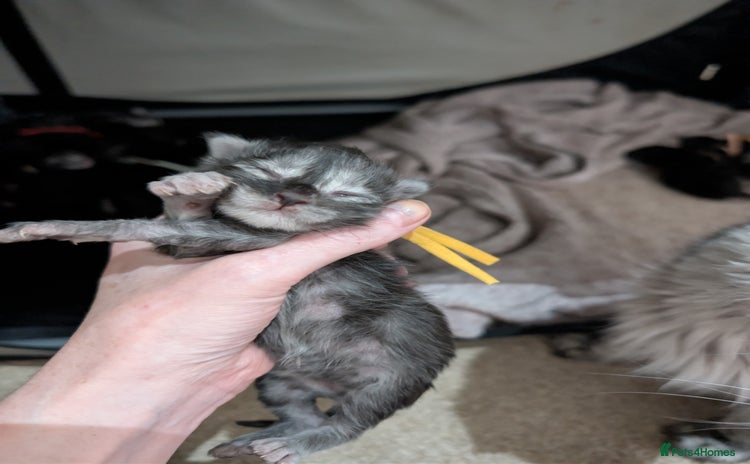 Maine Coon cats Full Mainecoon kittens - Advert 2