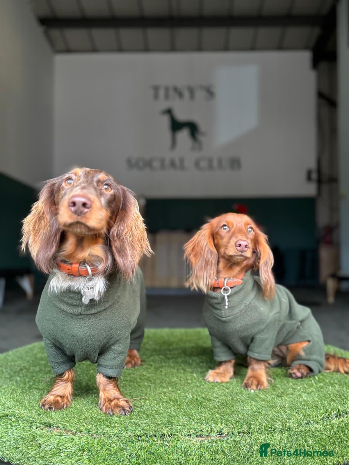 Miniature Dachshund dogs for sale: KC Registered- Long haired Mini Dachshund  in London - Advert 10
