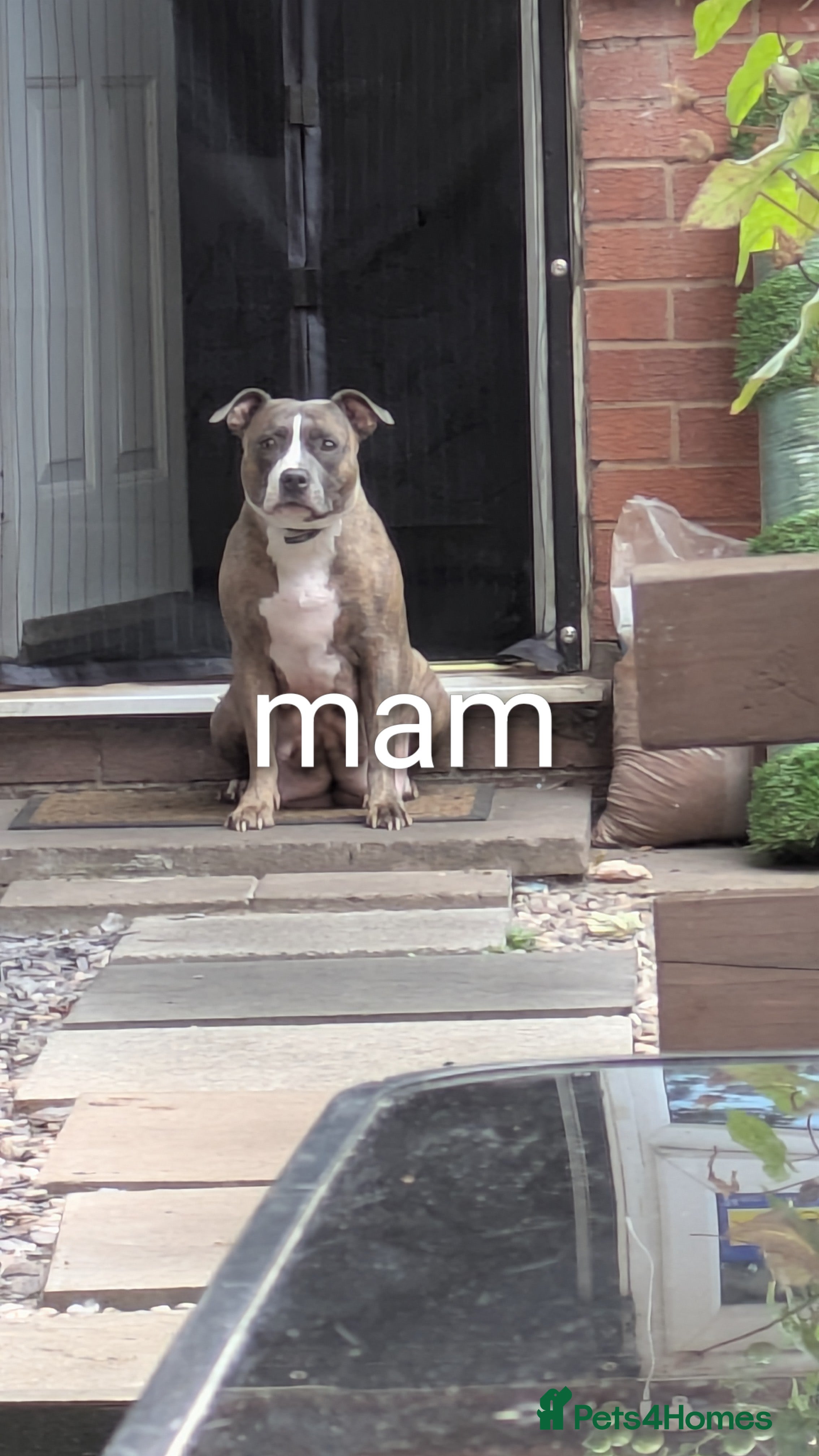 Staffordshire Bull Terrier dogs Staffordshire bull terrier blue brindle puppies  - Advert 15