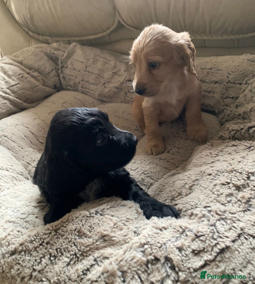 Cocker Spaniel dogs for sale: Cocker spaniel puppies for sale  - Advert 3