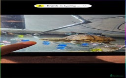 Turtle reptiles for sale: Male and female musk turtles  - Image 3
