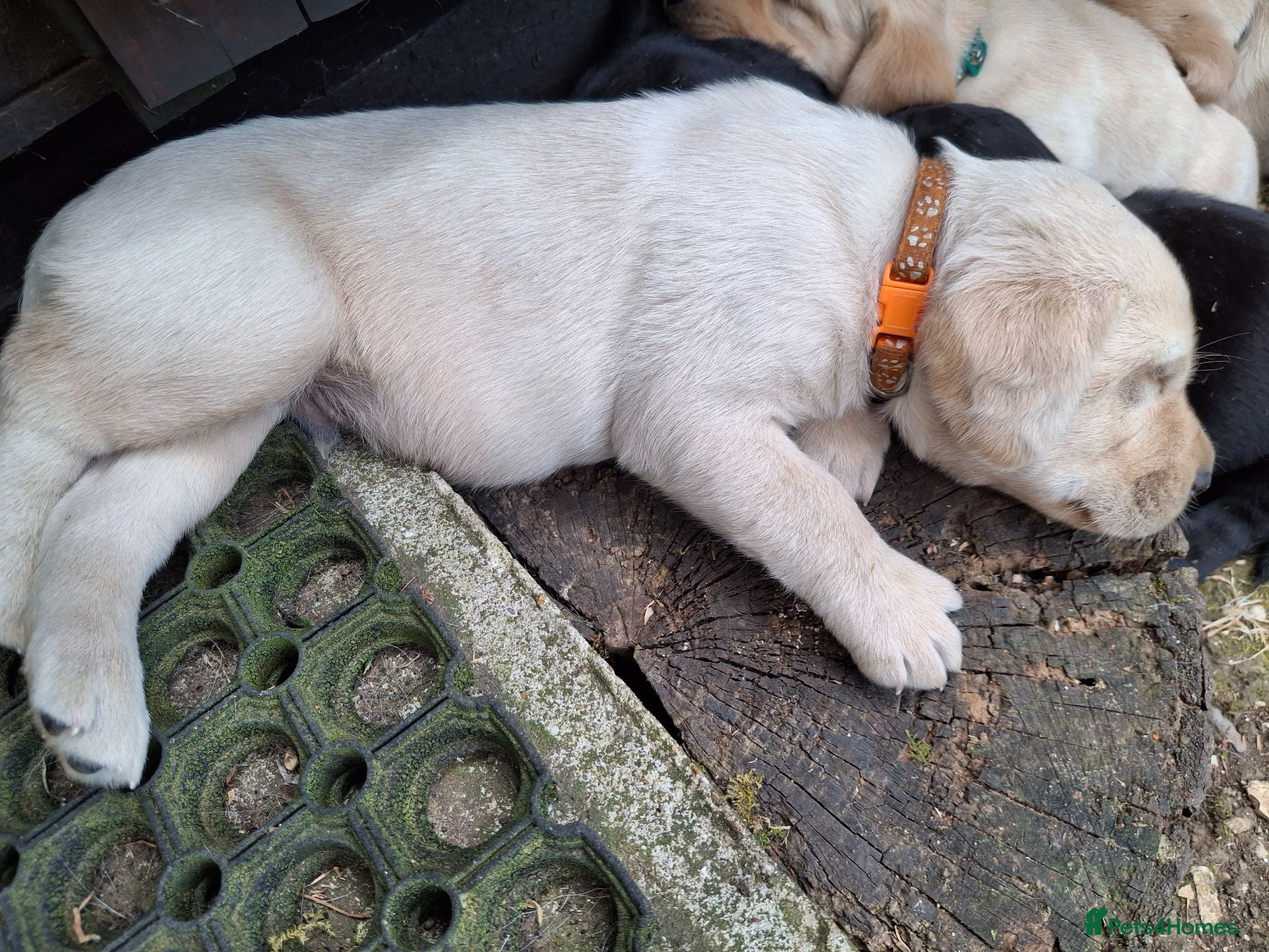 Labrador Retriever dogs Gorgeous Creamy Yellow Boy. - Advert 18