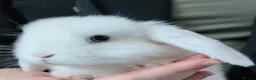 Mini Lop rabbits for sale: Beautiful Mini lop looking good a home . - Advert 5