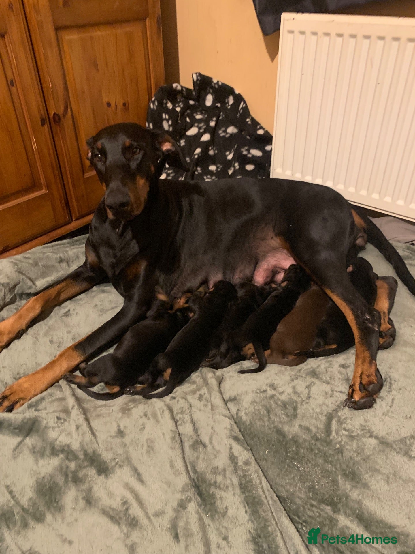 Dobermann dogs KC Registered Doberman puppies  - Advert 3