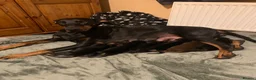 Dobermann dogs for sale: KC Registered Doberman puppies  - Advert 1