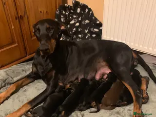 Dobermann dogs Royal KC Doberman puppies - Advert 5