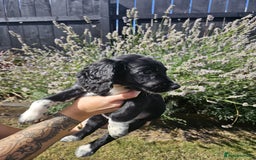 Cocker Spaniel dogs for sale: Black and white roan boy left 9 weeks - Image 16