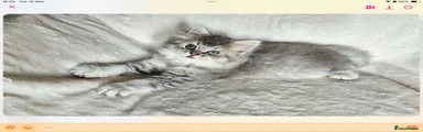 British Shorthair 2