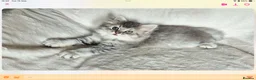 British Shorthair cats for sale: GCCF reg British kittens  - Advert 6