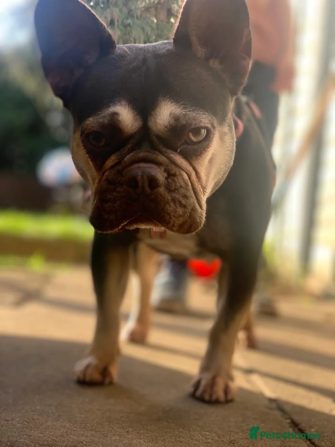 French Bulldog dogs for sale: 4 year old French bulldog  - Advert 5