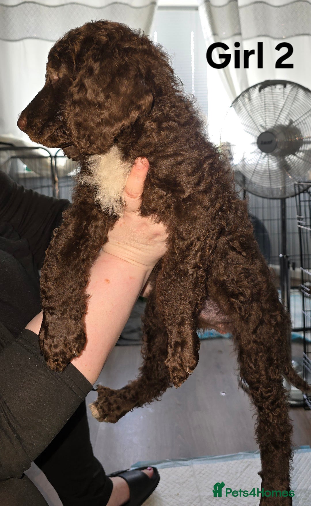 Standard Poodle dogs for sale: Standard Poodle Puppies READY TO LEAVE NOW  - Image 18
