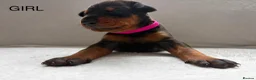 Dobermann dogs for sale: KC REGISTERED - DOBERMAN PUPPIES in Saint Helens - Advert 10
