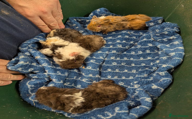 Guinea Pig rodents - Advert 3