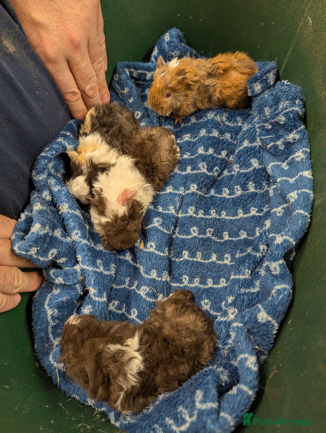 Guinea Pig rodents for sale: Stunning baby Lunkarya guinea pigs! 😍 - Image 1