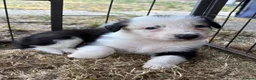 Border Collie dogs for sale: Border collie puppies  - Advert 23